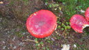 2020_10_Kniebis_I_-002