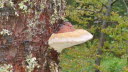 2020_10_Kniebis_I_-021