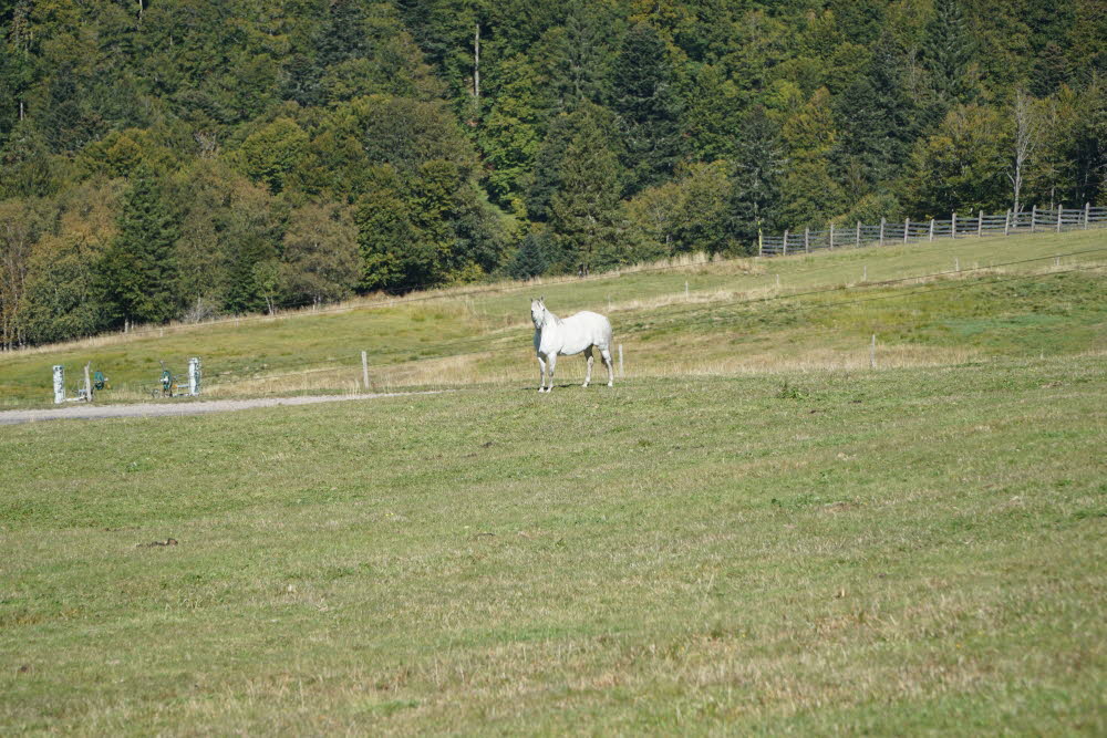 DSC05618