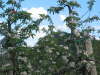 2004