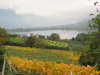 2004