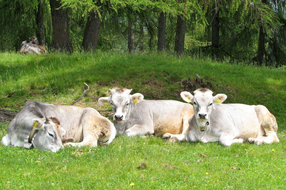 Kaltern06_2007-017