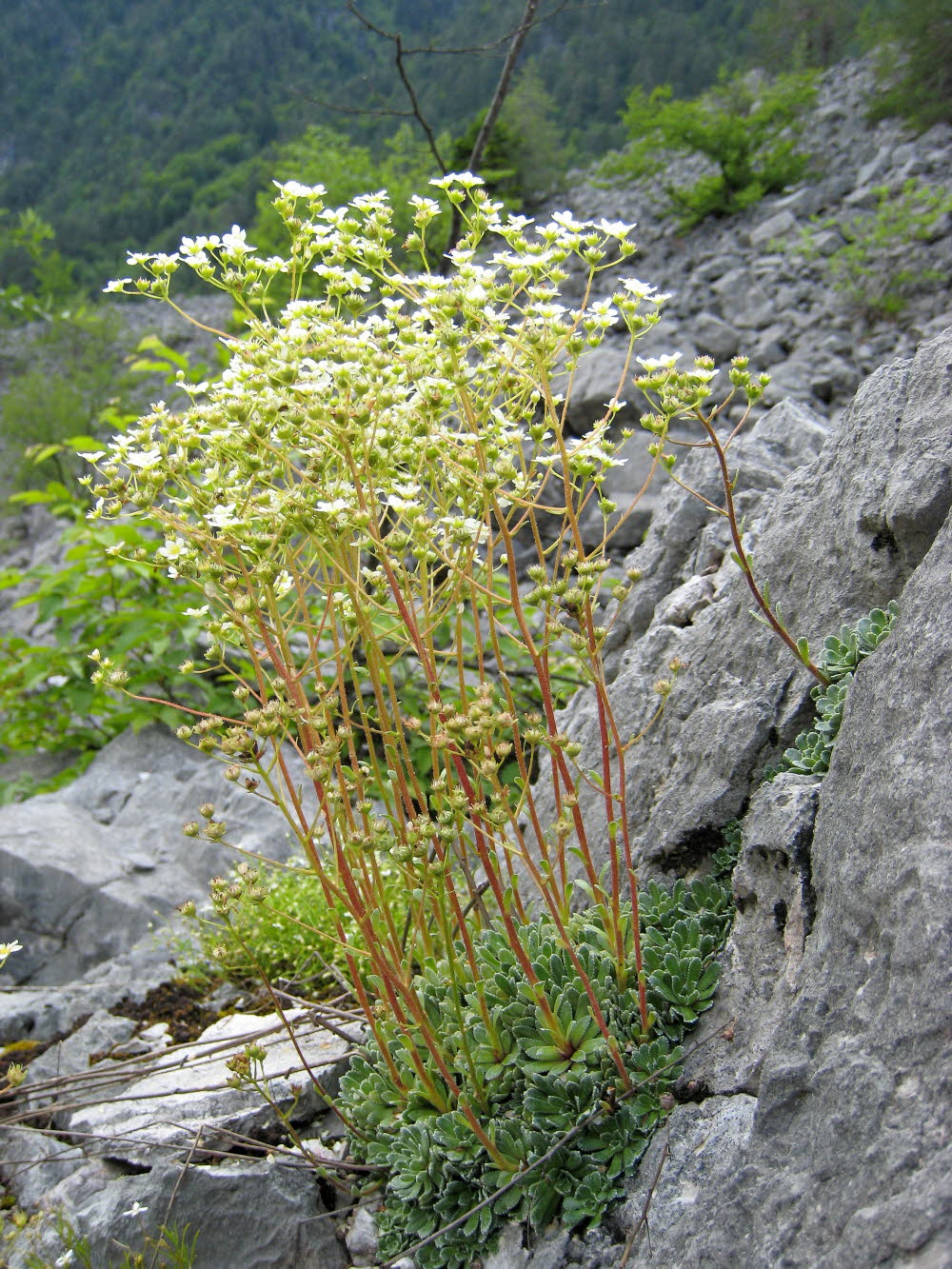 Kaltern06_2007-120