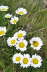 Kaltern06_2007-260