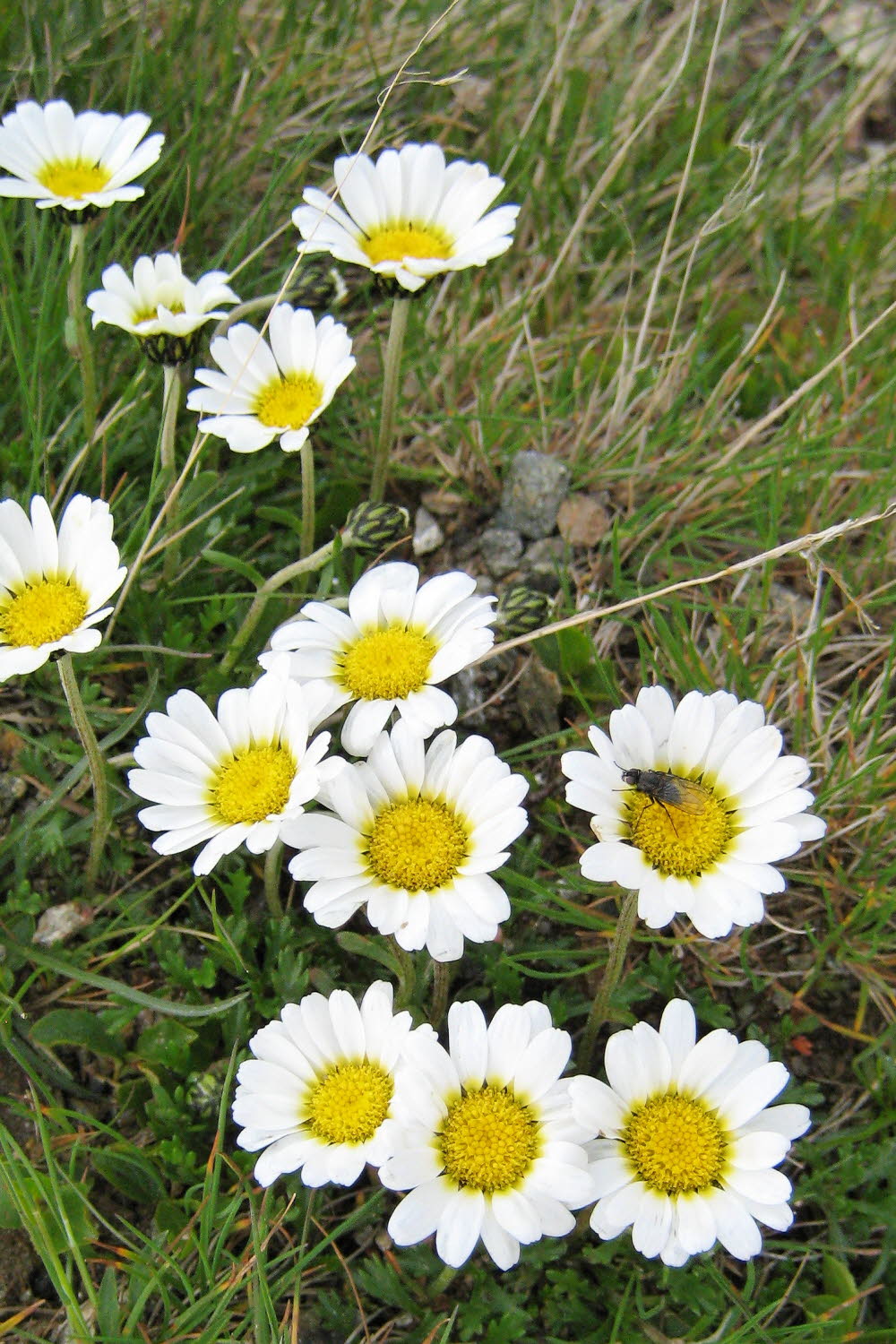Kaltern06_2007-260
