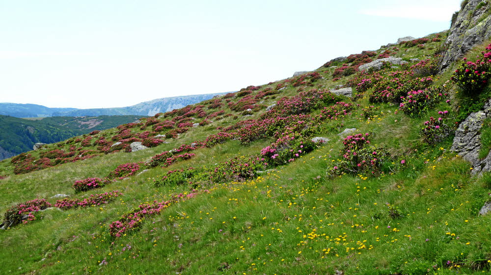 P1000599