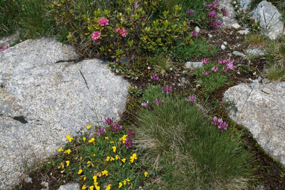 Tirol_2015_06-107