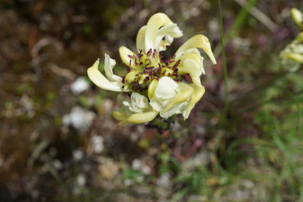 Tirol_2015_06-116